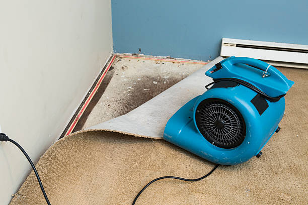 Best Water damage restoration near me  in Boles Acres, NM